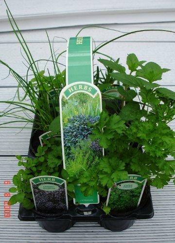 Pack 9cm mixed herbs - mixed,