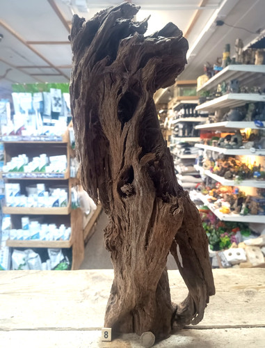 Large mangrove 68cm root - large,