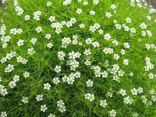 Sagina subulata irish - 4x,