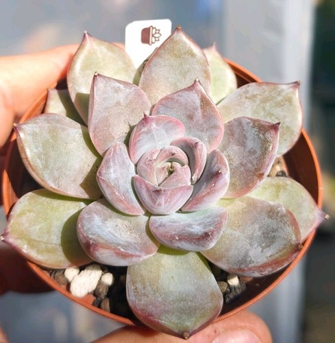 Echeveria ultraviolet - echeveria, (new)