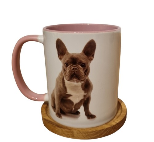 Cute french bull dog - french, puppy