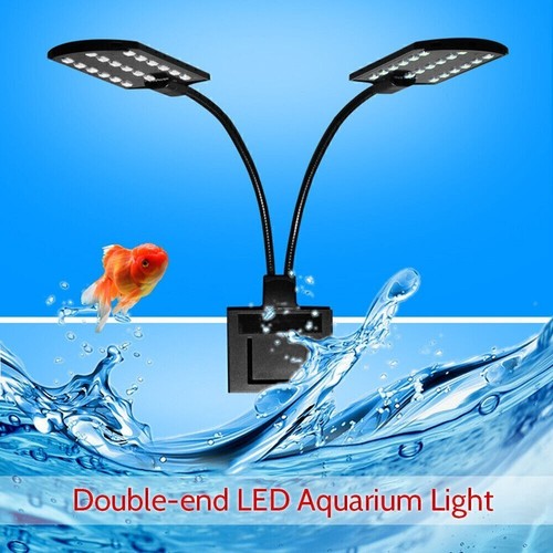 Double headed aquarium fish - double-headed,