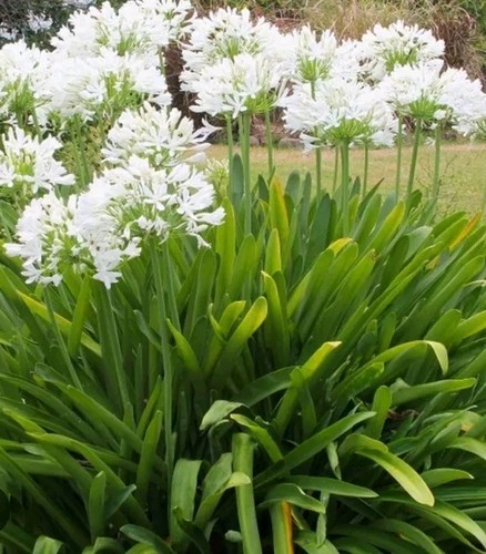 Agapanthus africanus white 1 - africanus,
