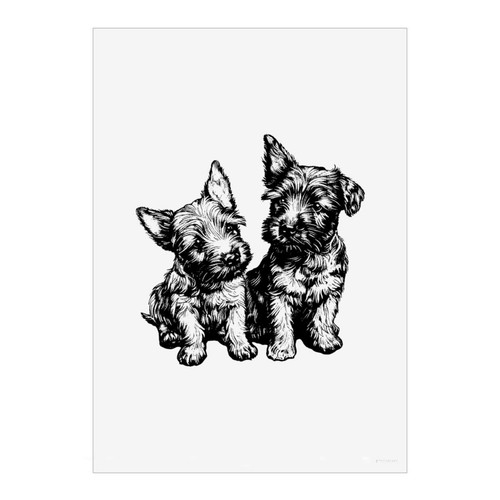 Scottish terrier puppies - 'scottish,