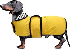 Dachshund coat miniature