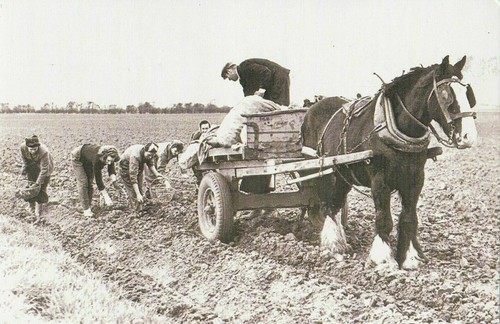 Yorkshire 1952 planting - yorkshire,