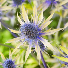 Eryngium Neptunes Gold