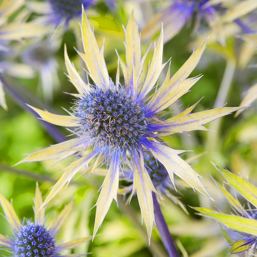 Eryngium neptunes gold - eryngium,