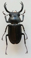 Macrodorcas groulti stag black - macrodorcas,