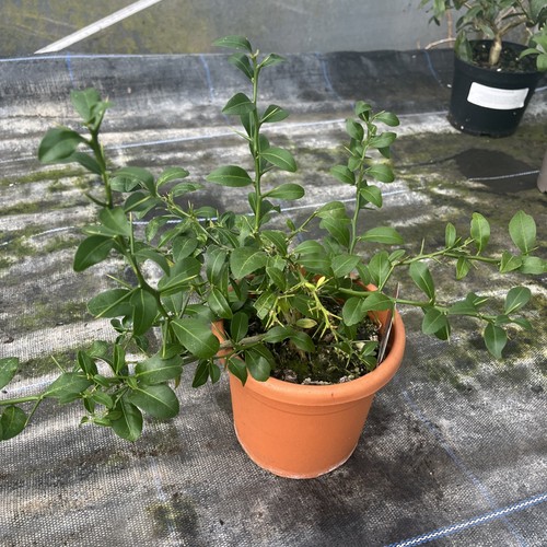 Microcitrus australasica - microcitrus,