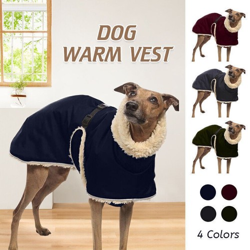 Greyhound whippet dog - whippet,