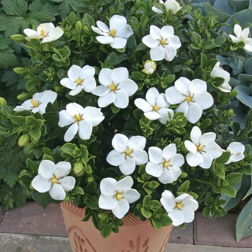 Gardenia jasminoides hardy - gardenia,