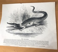 antique 1840 JOSIAH WHYMPER  - CROCODILE -BY R CLAY PRINTER BREAD STREET HILL