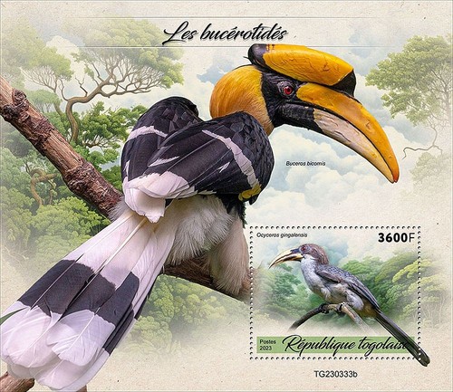 Hornbillss birds hornbill bird - hornbillss,