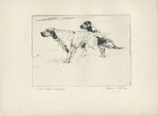 ENGLISH SETTER LABRADOR OLD 1930'S DOG ART PRINT OF GUNDOGS by VERNON STOKES