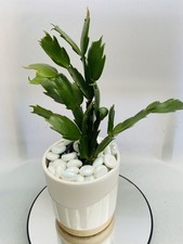 Cactus | Thanksgiving Cactus |