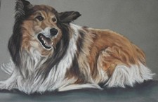 PORTRAIT OF A COLLIE DOG
