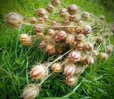 Dried Nigella bunch 100 stems, dried love in the mist flowers-bouquets, wreaths