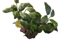 Aquarium Anubias Mini on Large