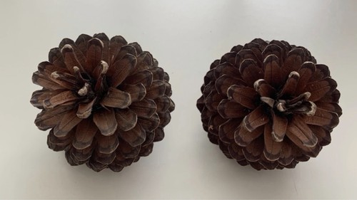 Giant pinecones arts and - 2,