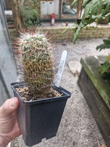 Stenocactus crispatus wave - stenocactus, ''wave