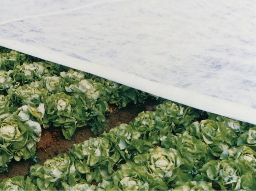 Garden fleece frost plant - fleece,