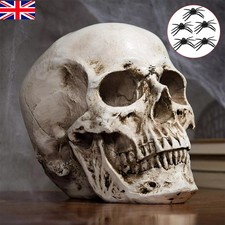 UK Human Skull Replica Resin Model Realistic Life Size 1:1 Skeleton Medical Prop