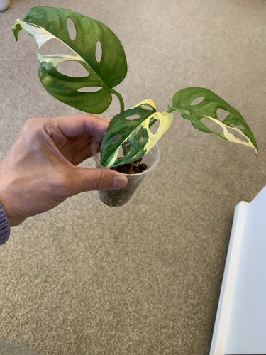 Monstera adansonii albo - adansonii,