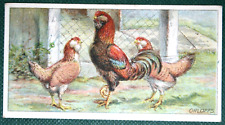 RUSSIAN ORLOFF  Chicken Breed  Vintage 1916 Illustrated Card  DE28