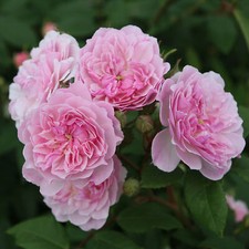 Rambling Rose Romantic