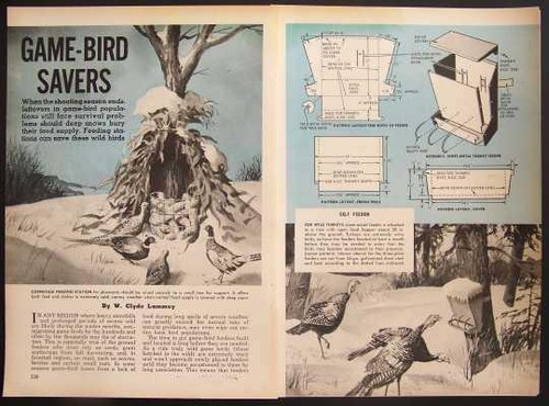 Game bird feeders - bird,