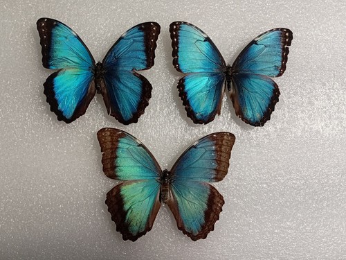 Morpho butterfly set - morpho,