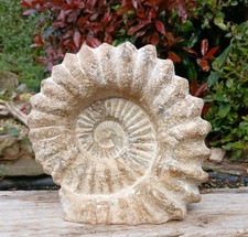 X Large Fossil Ammonite 4.6kg