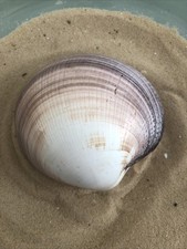 Large Giant 11cm pacific Tigrina Cockle clam Sea Shell Pair Natural Aquarium