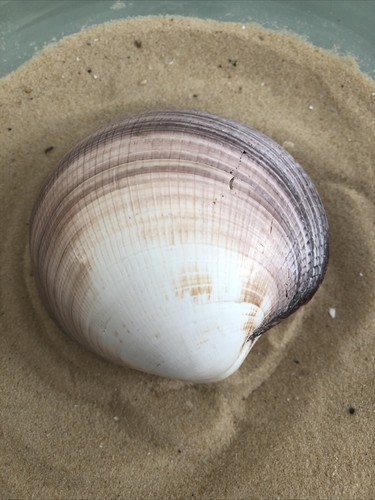 Large giant 11cm - large, pacific
