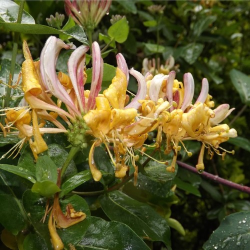 Lonicera periclymenum common - lonicera,