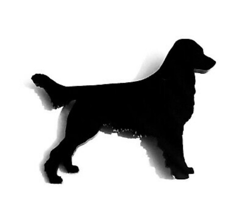 Flat coated retriever dog - flat,
