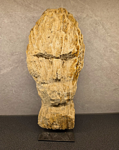 Natural unpolished fossils - unpolished,