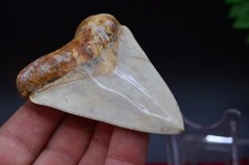 STUNNING! 3 .2"  GENUINE  MEGALODON SHARK TOOTH, BEST VALUE MEGS ,U.K #R15