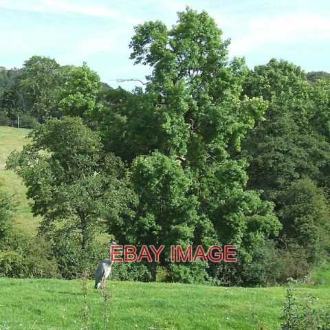 Photo grazing land - photo,