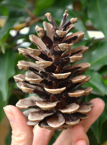 Large jumbo pinecone pine - jumbo,