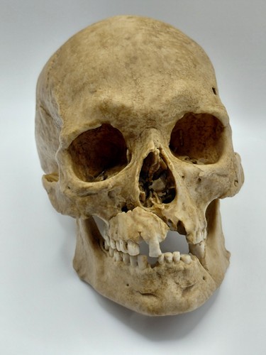 Large human skull replica - human,
