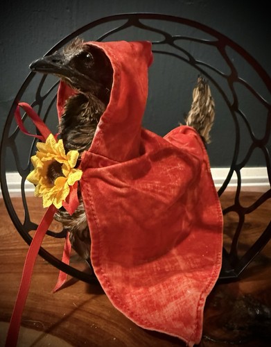 Chicken taxidermy full body - full,
