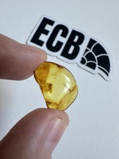 Baltic Amber With Mosquito