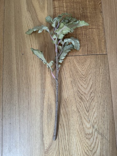 Abigail ahern faux - abigail, ragwort