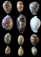 Lot Of 12 Cowrie Shells  Mix Of Species From Various Oceans.
