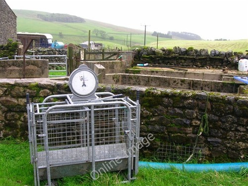 Photo 6x4 sheep pens - photo, with