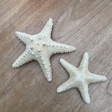 Stunning Pair Of Natural Dried Knobby Starfish Collectable Seaside Display