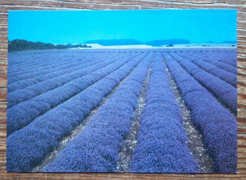 Postcard norfolk lavender - -,