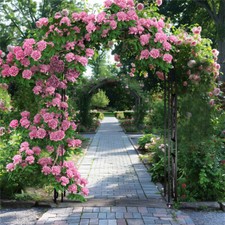 Large Rose Arch Garden Gate